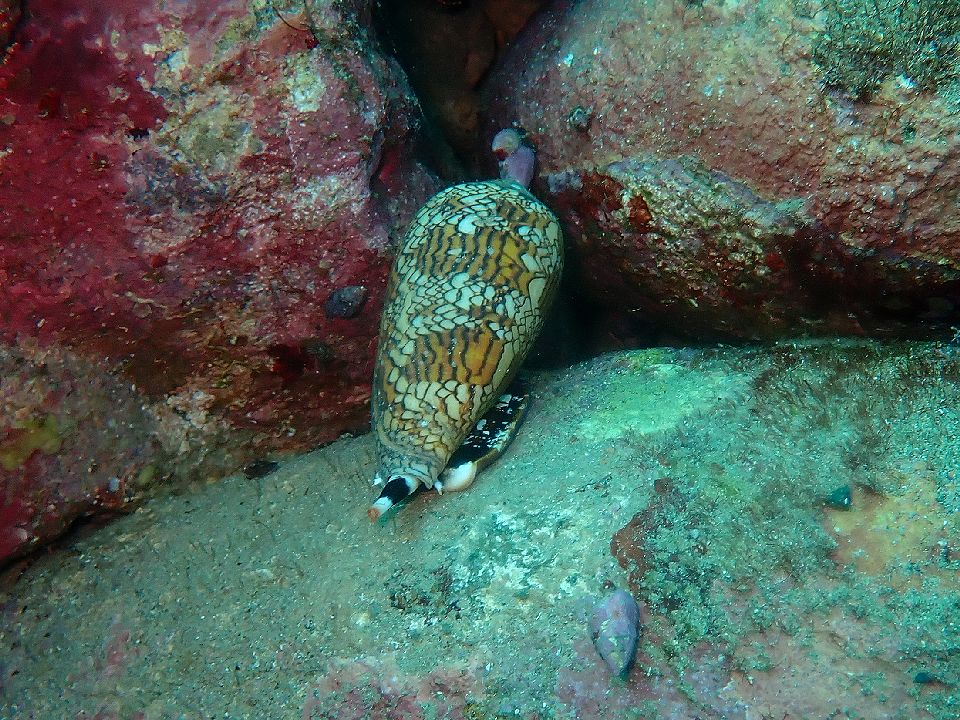 �ɓ��E������