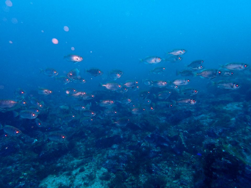 ������r�[�`