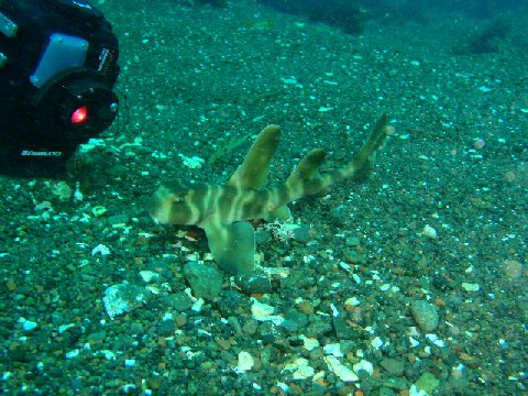 �ɓ������ʐ^�@�N���b�N�ő傫���Ȃ�܂�