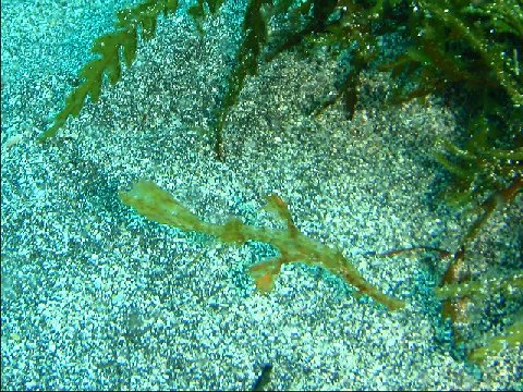 �ɓ������ʐ^�@�N���b�N�ő傫���Ȃ�܂�