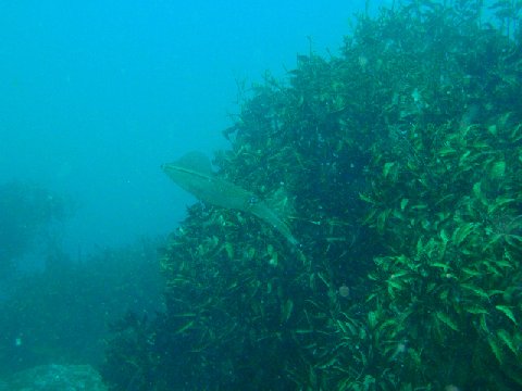 �ɓ������ʐ^�@�N���b�N�ő傫���Ȃ�܂�