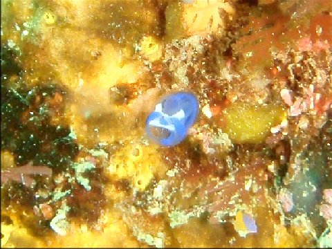 �ɓ������ʐ^�@�N���b�N�ő傫���Ȃ�܂�