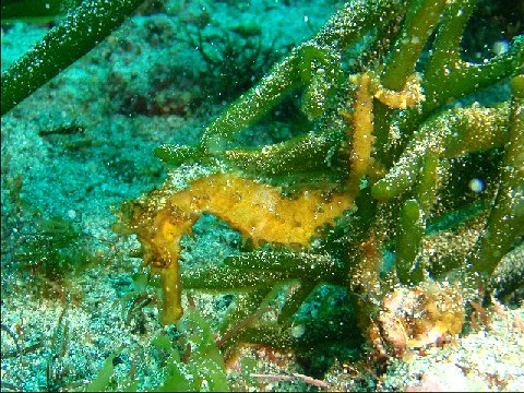 �ɓ������ʐ^�@�N���b�N�ő傫���Ȃ�܂�