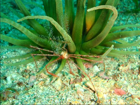 �ɓ������ʐ^�@�N���b�N�ő傫���Ȃ�܂�