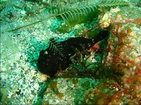 �ɓ������ʐ^�@�N���b�N�ő傫���Ȃ�܂�