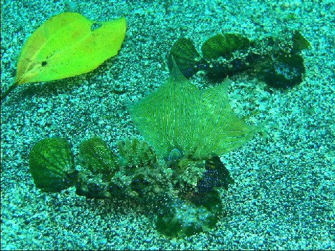 �ɓ������ʐ^�@�N���b�N�ő傫���Ȃ�܂�