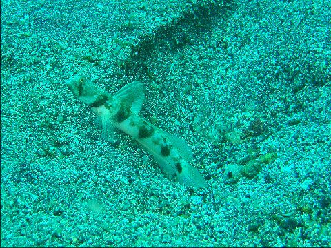 �ɓ������ʐ^�@�N���b�N�ő傫���Ȃ�܂�