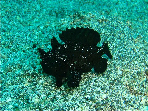 �ɓ������ʐ^�@�N���b�N�ő傫���Ȃ�܂�