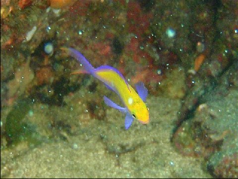 �ɓ������ʐ^�@�N���b�N�ő傫���Ȃ�܂�