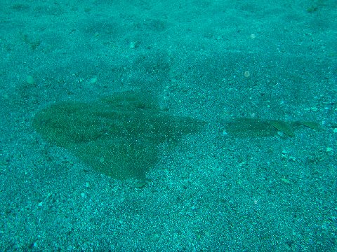 �ɓ������ʐ^�@�N���b�N�ő傫���Ȃ�܂�