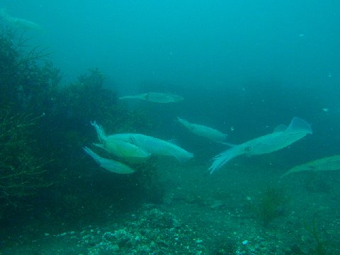 �ɓ������ʐ^�@�N���b�N�ő傫���Ȃ�܂�