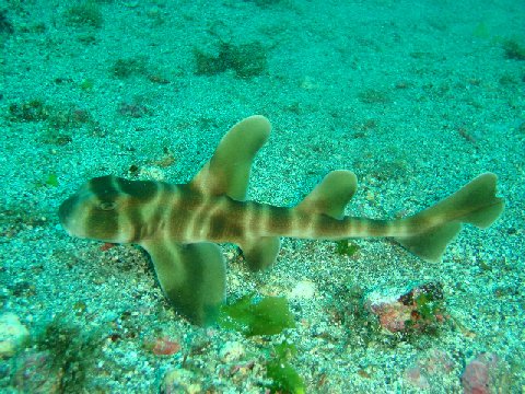 �ɓ������ʐ^�@�N���b�N�ő傫���Ȃ�܂�