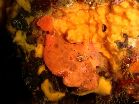 �ɓ������ʐ^�@�N���b�N�ő傫���Ȃ�܂�