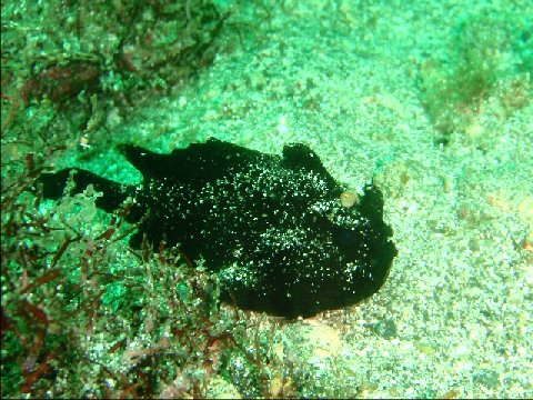 �ɓ������ʐ^�@�N���b�N�ő傫���Ȃ�܂�