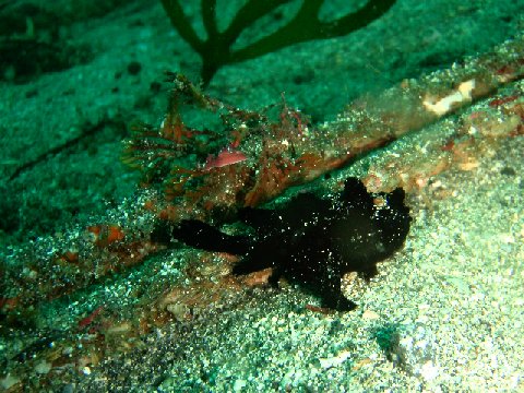 �ɓ������ʐ^�@�N���b�N�ő傫���Ȃ�܂�