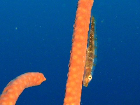 �ɓ������ʐ^�@�N���b�N�ő傫���Ȃ�܂�