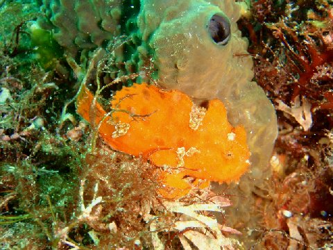 �ɓ������ʐ^�@�N���b�N�ő傫���Ȃ�܂�