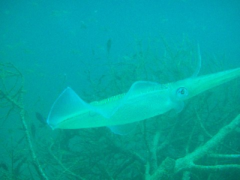 �ɓ������ʐ^�@�N���b�N�ő傫���Ȃ�܂�