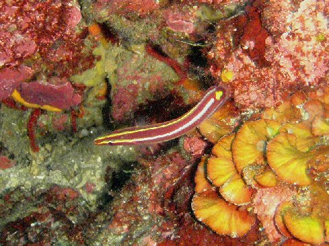 �ɓ������ʐ^�@�N���b�N�ő傫���Ȃ�܂�