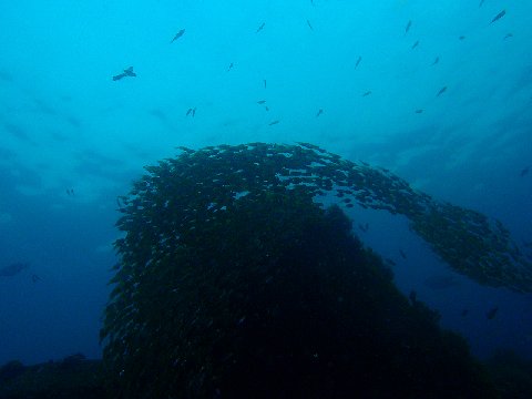 �ɓ������ʐ^�@�N���b�N�ő傫���Ȃ�܂�