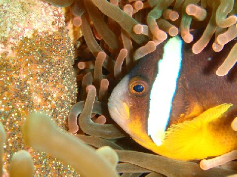 �ɓ������ʐ^�@�N���b�N�ő傫���Ȃ�܂�