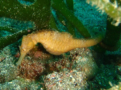 �ɓ������ʐ^�@�N���b�N�ő傫���Ȃ�܂�