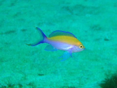 �ɓ������ʐ^�@�N���b�N�ő傫���Ȃ�܂�