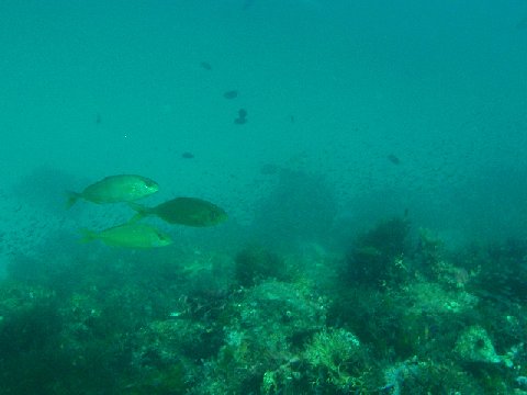 �ɓ������ʐ^�@�N���b�N�ő傫���Ȃ�܂�