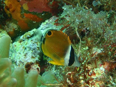 �ɓ������ʐ^�@�N���b�N�ő傫���Ȃ�܂�