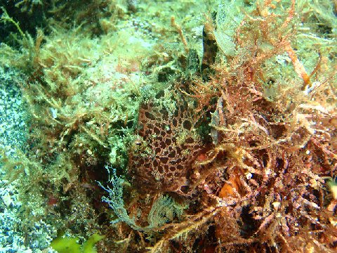 �ɓ������ʐ^�@�N���b�N�ő傫���Ȃ�܂�