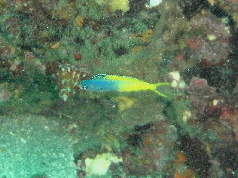 �ɓ������ʐ^�@�N���b�N�ő傫���Ȃ�܂�