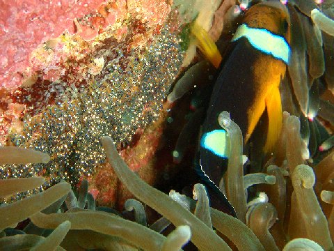 �ɓ������ʐ^�@�N���b�N�ő傫���Ȃ�܂�