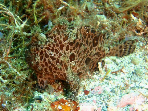 �ɓ������ʐ^�@�N���b�N�ő傫���Ȃ�܂�