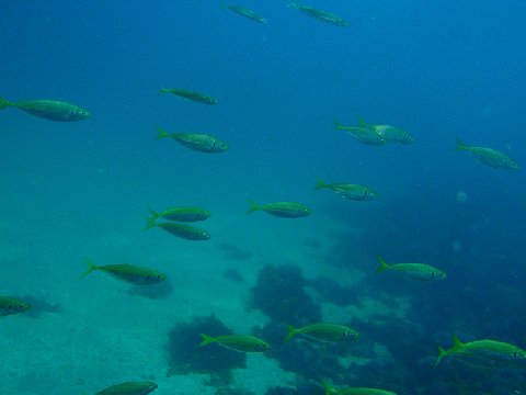 �ɓ������ʐ^�@�N���b�N�ő傫���Ȃ�܂�