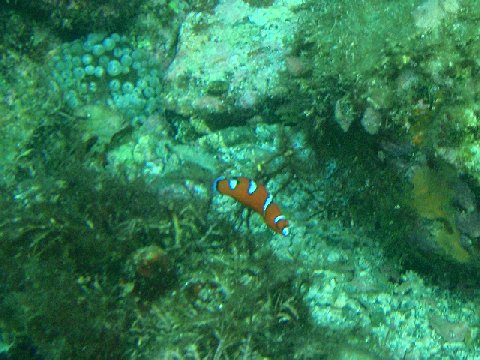 �ɓ������ʐ^�@�N���b�N�ő傫���Ȃ�܂�