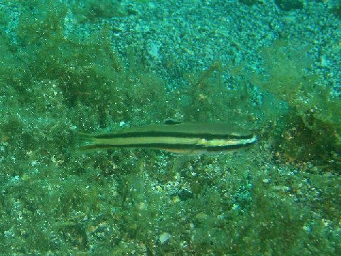 �ɓ������ʐ^�@�N���b�N�ő傫���Ȃ�܂�