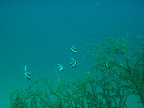 �ɓ������ʐ^�@�N���b�N�ő傫���Ȃ�܂�