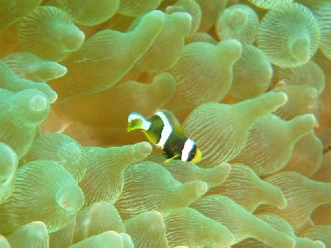 �ɓ������ʐ^�@�N���b�N�ő傫���Ȃ�܂�