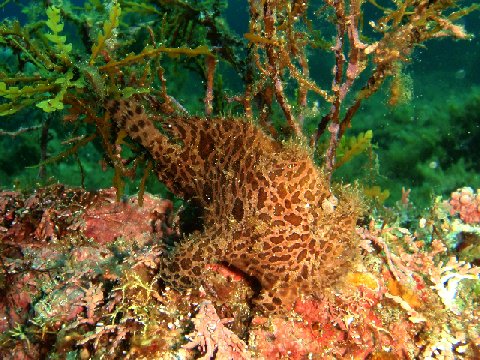 �ɓ������ʐ^�@�N���b�N�ő傫���Ȃ�܂�