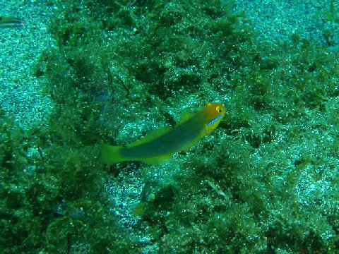 �ɓ������ʐ^�@�N���b�N�ő傫���Ȃ�܂�