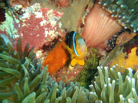 �ɓ������ʐ^�@�N���b�N�ő傫���Ȃ�܂�