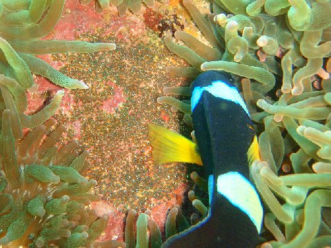 �ɓ������ʐ^�@�N���b�N�ő傫���Ȃ�܂�