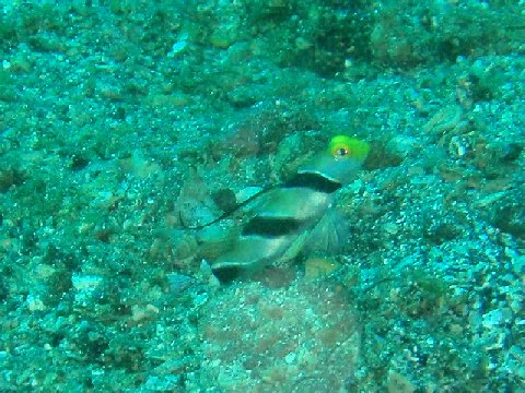 �ɓ������ʐ^�@�N���b�N�ő傫���Ȃ�܂�