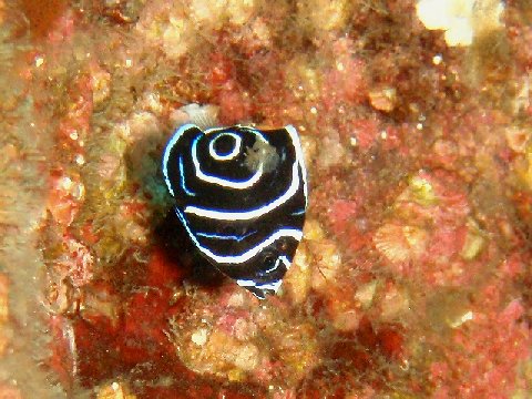 �ɓ������ʐ^�@�N���b�N�ő傫���Ȃ�܂�