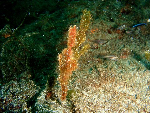 �ɓ������ʐ^�@�N���b�N�ő傫���Ȃ�܂�