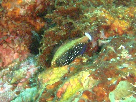 �ɓ������ʐ^�@�N���b�N�ő傫���Ȃ�܂�