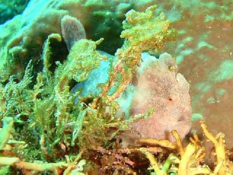 �ɓ������ʐ^�@�N���b�N�ő傫���Ȃ�܂�