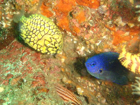 �ɓ������ʐ^�@�N���b�N�ő傫���Ȃ�܂�