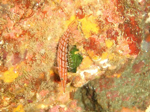 �ɓ������ʐ^�@�N���b�N�ő傫���Ȃ�܂�