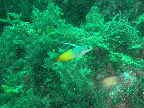 �ɓ������ʐ^�@�N���b�N�ő傫���Ȃ�܂�